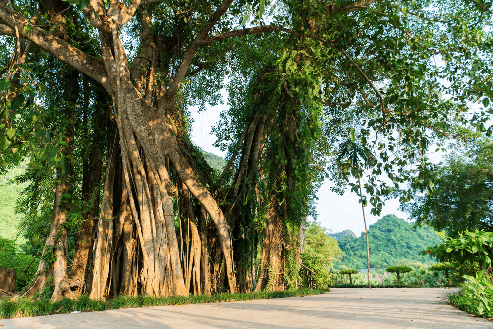 C&acirc;y đa &ldquo;di chuyển&rdquo; đ&atilde; hơn 1000 năm tuổi (Nguồn: Fanpage Khu du lịch sinh th&aacute;i Thung Nham - Ninh B&igrave;nh)